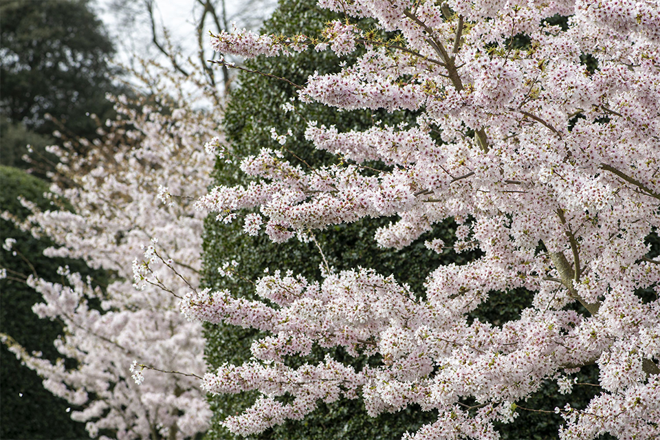 Sounds of Blossom: The Royal College of Music welcomes the arrival of spring at Kew Gardens